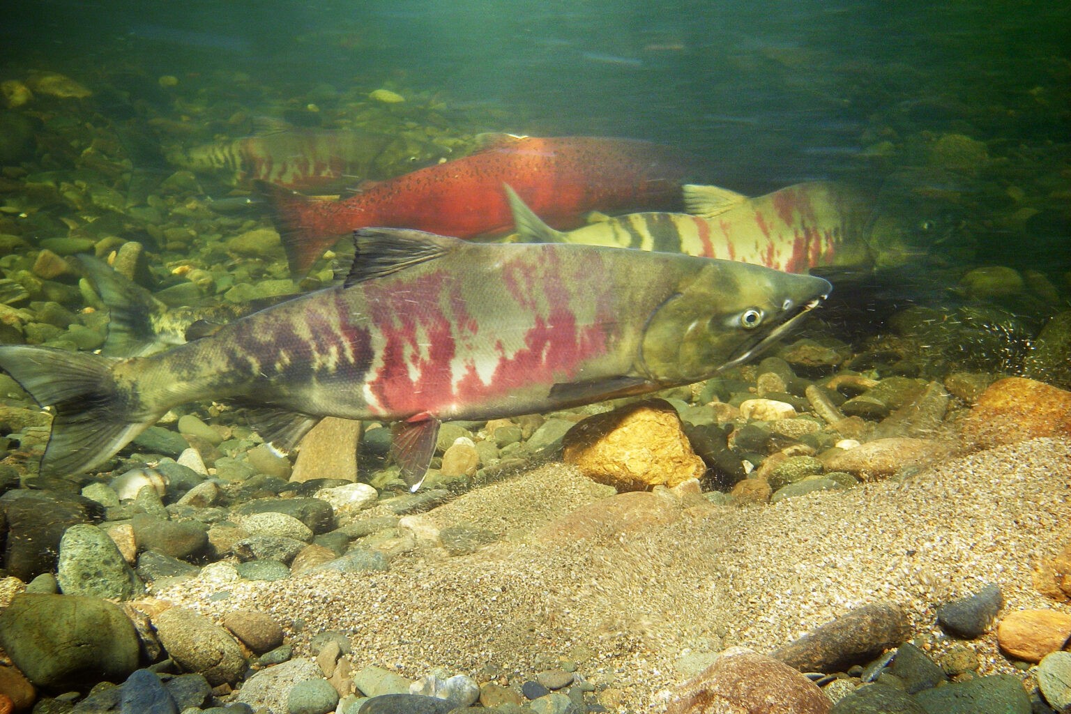 salmon in water