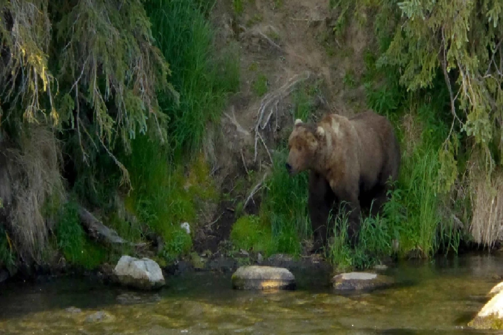 Fat Bear Week delayed after a ‘beloved bear’ dies on camera Alaska