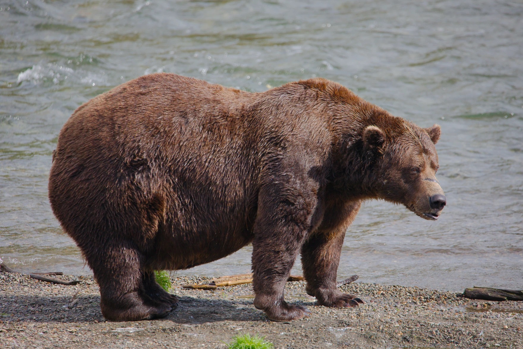 a grizzly bear