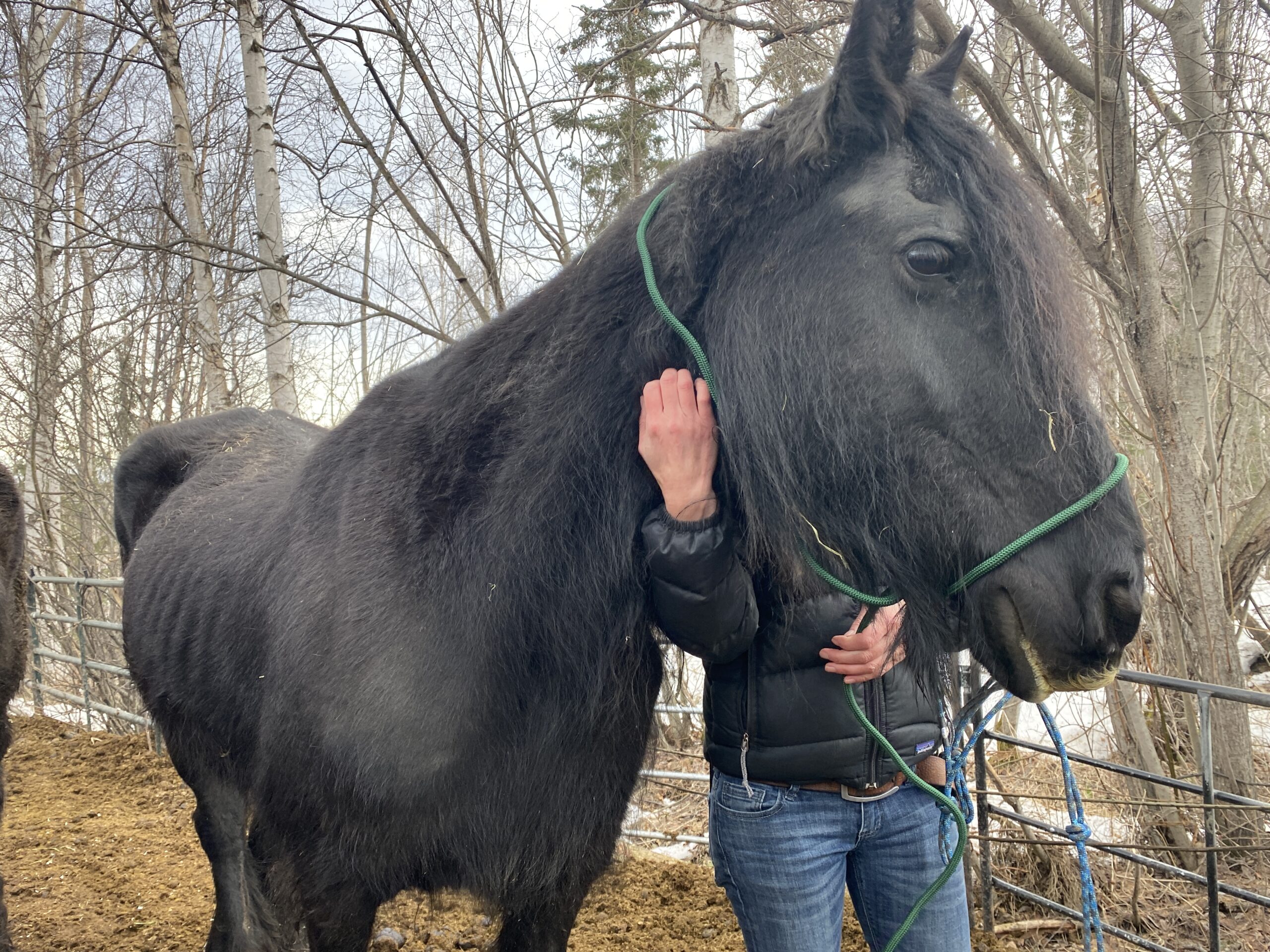 A black horse held from behind by a person.