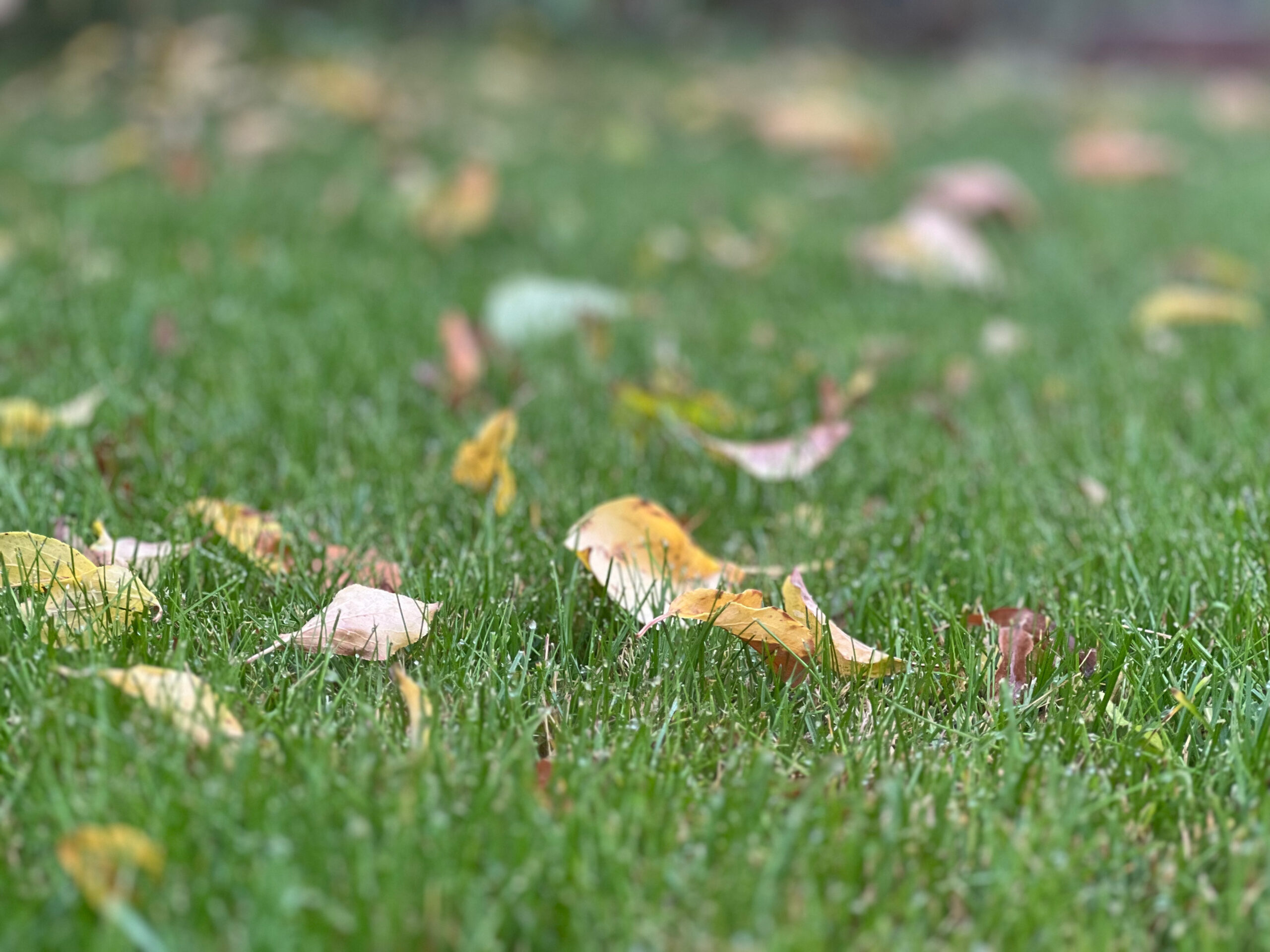 A yellow leaf on a green lawn