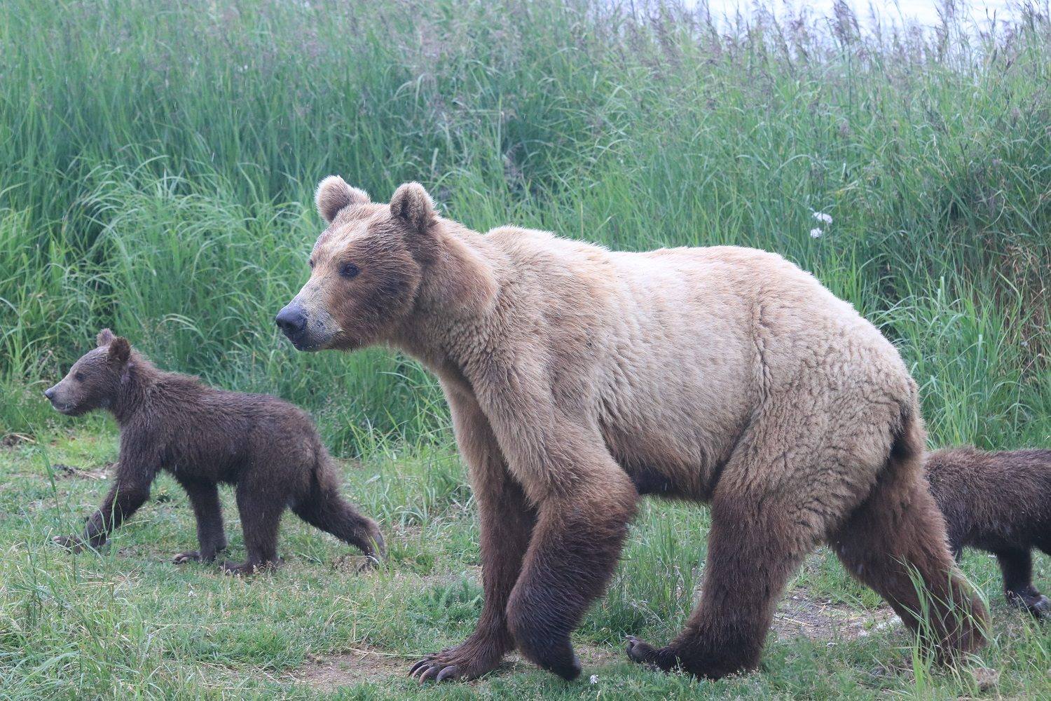 a photo of a bear