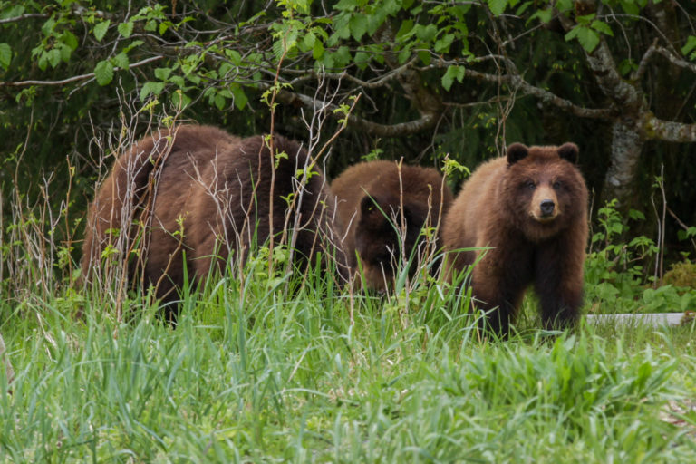 brown bears