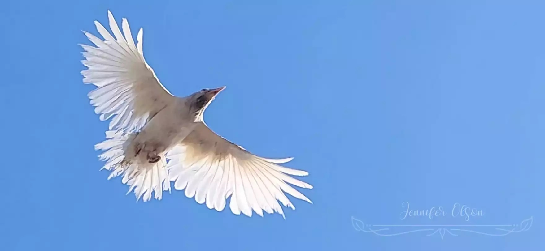 a white raven