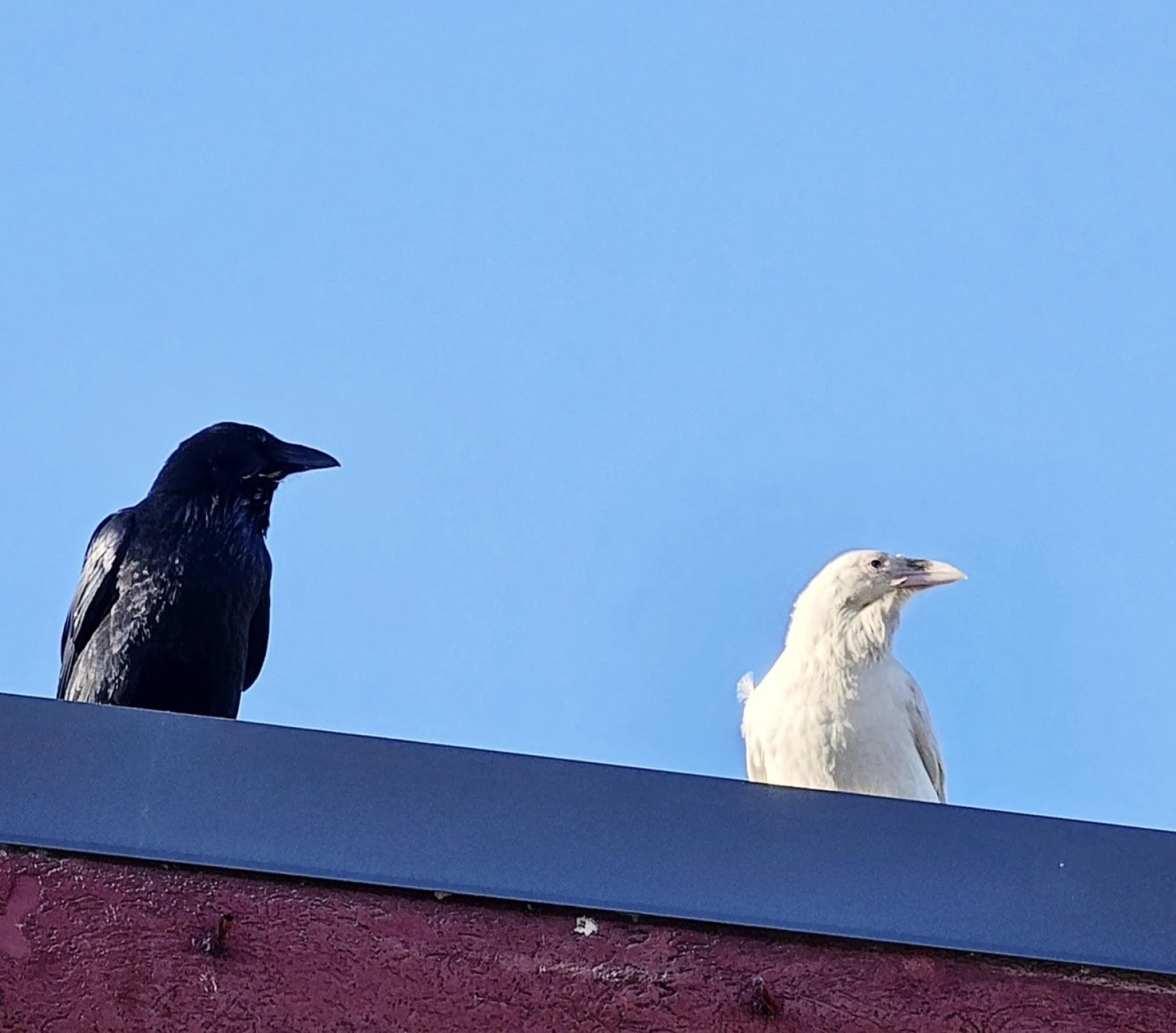 two ravens