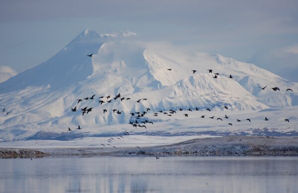 A flock of geese fly in front of a mountain. 