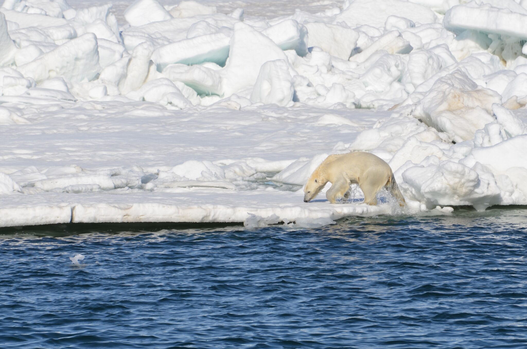 a polar bear