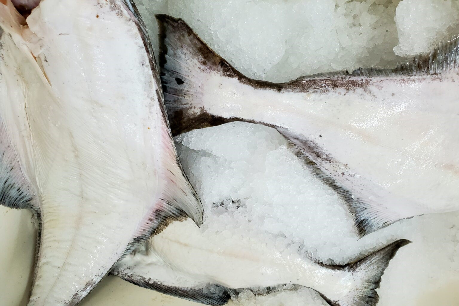 a pile of gutted halibut on ice