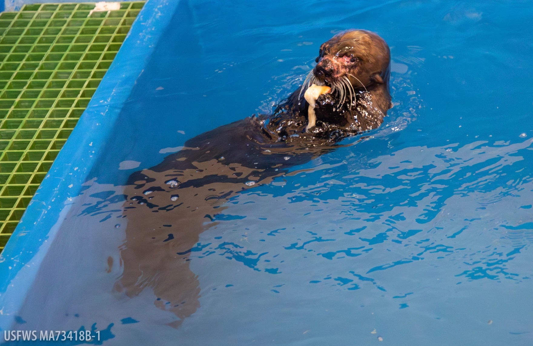 a sea otter