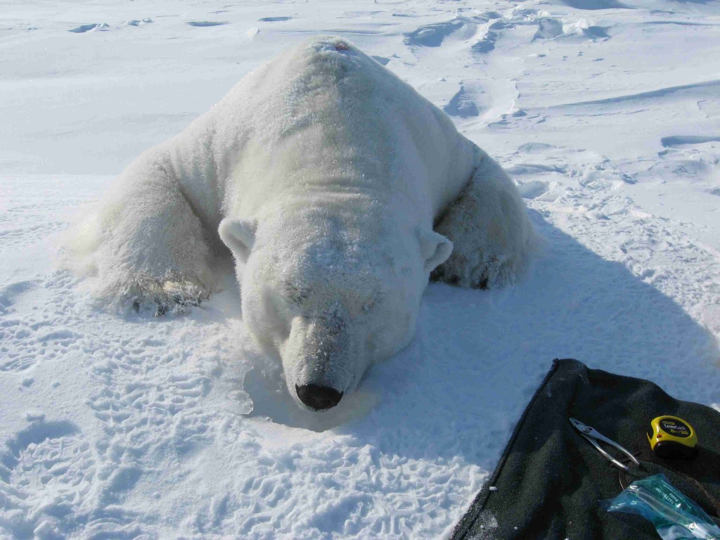Biologists Want to Know More About Global Warming and Polar Bears