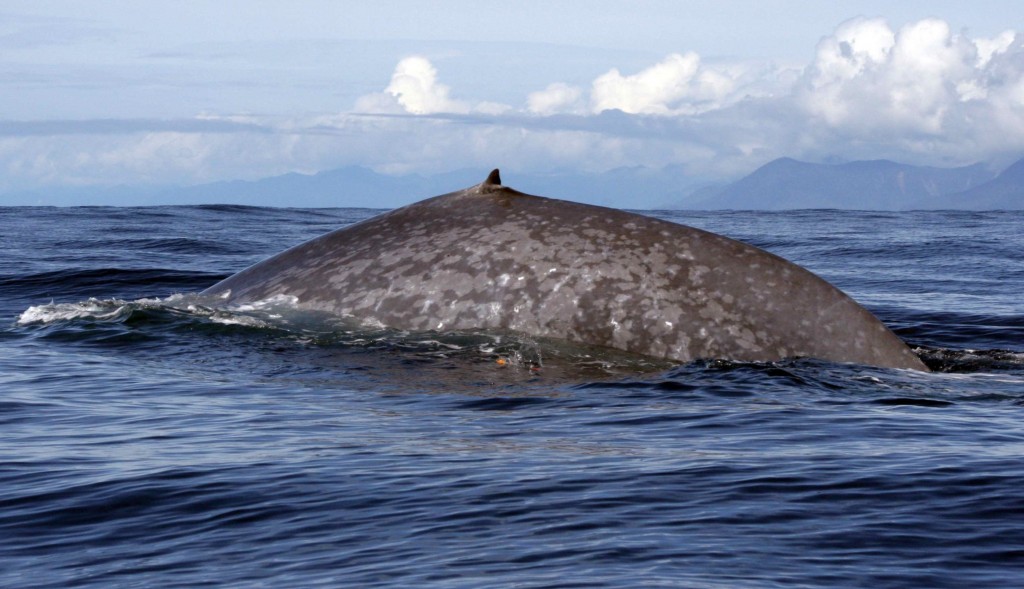 The Endangered Blue Whale is Heading Back to Alaska