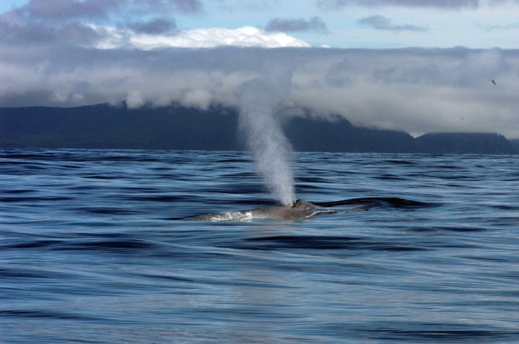 Blue Whales Are Returning To Alaska 
