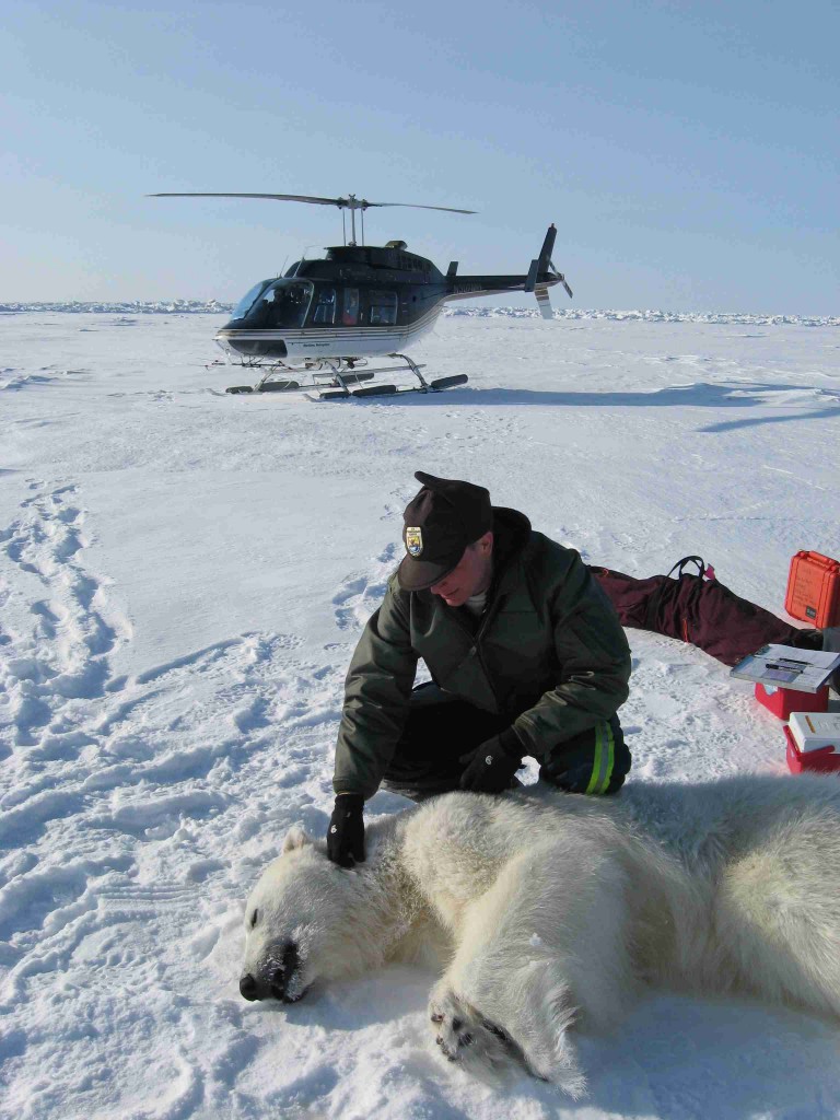 Bilologist Eric Regehr Checks a Polar Bear 
